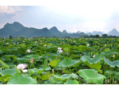 骁龙855深度性能测试，前瞻解读2019年手机性能（对比麒麟980、苹果A12）